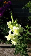 Fototapeta na wymiar Closeup of a Snapdragon flower in a garden