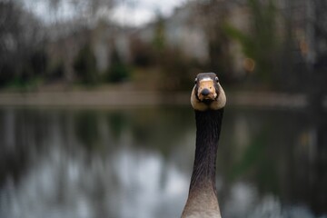 Fun shot of a Goose neck with blur lake background