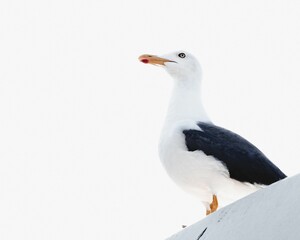 Seagull see the horizon