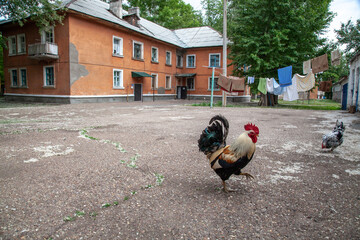 Closeup shot of a rooster and chickens walking in the yard on a residential building background © Wirestock