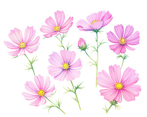 Obraz na płótnie Canvas Cosmos flowers remove background , flowers, watercolor, isolated white background
