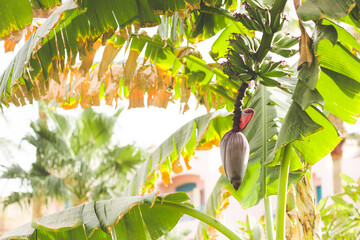 Sunny banana tree with banana petals with green leaves