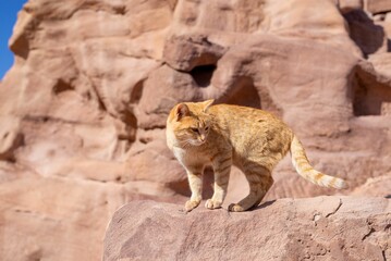 Closeup shot of an Arabian mau on the edge of a mountain in Petra, Jordan