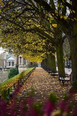 Vertical of a beautiful park trail covered in autumn foliage in Szczecin, Poland