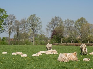 Closeup shot of white cattle resting in a green field against trees under the blue sky