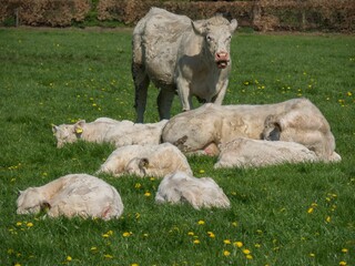 Fototapeta premium Closeup shot of white cattle lying on the green field in farmland on a sunny summer day