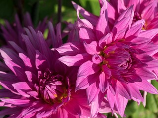 Closeup shot of beautiful pink dahlia flowers in the garden.