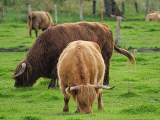 Closeup shot of highland cattle with horns grazing in a green field