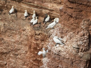 Flock of Northern gannets perched on a rock in Heligoland, Germany.