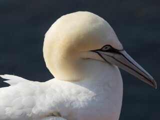 Closeup shot of a Northern gannet in Heligoland, Germany.