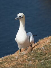Closeup shot of a white Northern gannet.