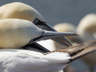 Closeup shot of Northern gannets perched on a rock in Heligoland, Germany.