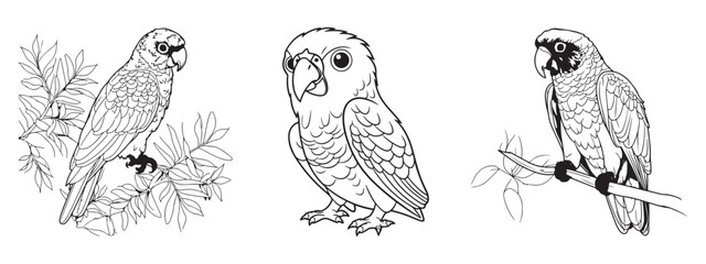 Parrott icon symbol set, vector illustrations on white background