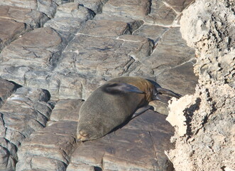 Fur Seals at Kangaroo Island