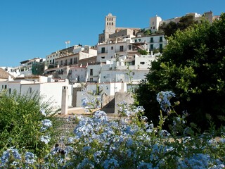 View of the beautiful white architectures of Ibiza city behind plants and blooming flowers in Spain