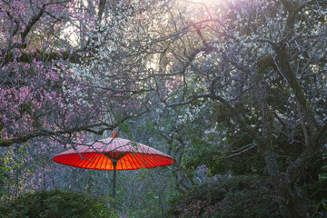 日本庭園の夕刻紅白の梅の花と夕日に照らされる紅い和傘