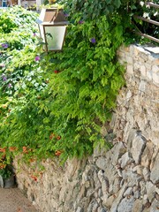 Vertical shot of green leaves dangles on stone wall with street light lantern
