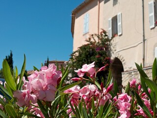 Fototapeta na wymiar Oleander flowers under stone traditional houses with blue sky in Le Castellet, France