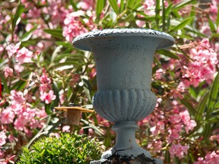 Medici Vase with blossom oleander flowers in the garden