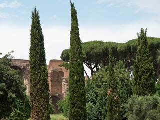 Obraz premium Cypress trees with traditional houses with blue sky in Rome, Italy,