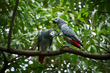Two African Grey Parrots perched on branch, scratching each other.