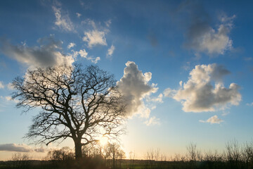 Silhouette of an oak tree with bare stems in winter, tree funeral, forest cemetery	