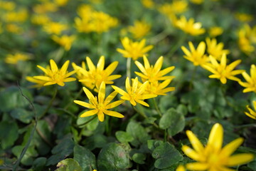 Mehrere gelbe Blüten vom Scharbockskraut (Ficaria verna), Blume, Frühling,