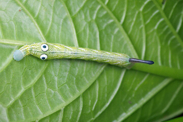 Sphingidae caterpillar wearing incredible big eyes - 775039704
