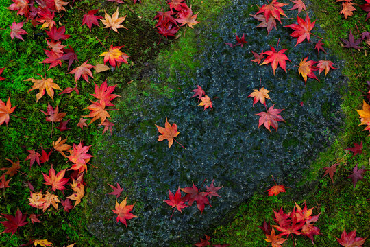 Red maple leaves on the fresh wet moss in Japan