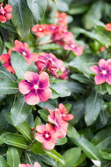 Beautiful blooming Pericuinkle flowers.