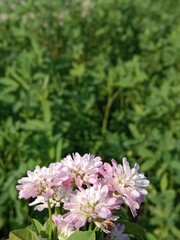 trifolium resupinatum l flower bunch or Bunch of flower of the Persian clover in the garden.pink trifolium flower with green background 