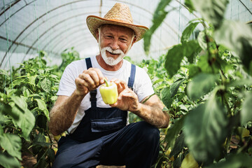 Happy and smiling senior man working in greenhouse.