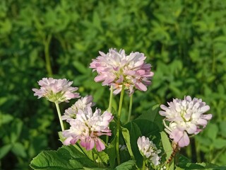 trifolium resupinatum l flower bunch or Bunch of flower of the Persian clover in the garden.pink trifolium flower with green background 