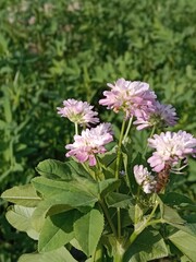 trifolium resupinatum l flower bunch or Bunch of flower of the Persian clover in the garden.pink trifolium flower with green background 