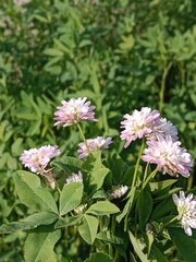 trifolium resupinatum l flower bunch or Bunch of flower of the Persian clover in the garden.pink trifolium flower with green background 