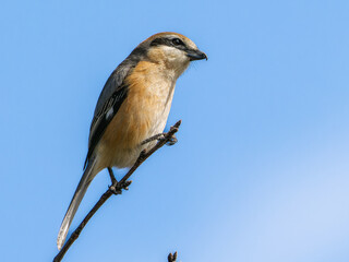 Fototapeta premium 木の枝にとまるモズ