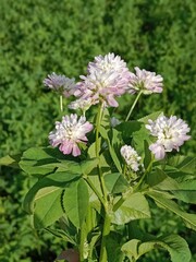 Obraz premium trifolium resupinatum l flower bunch or Bunch of flower of the Persian clover in the garden.pink trifolium flower with green background 