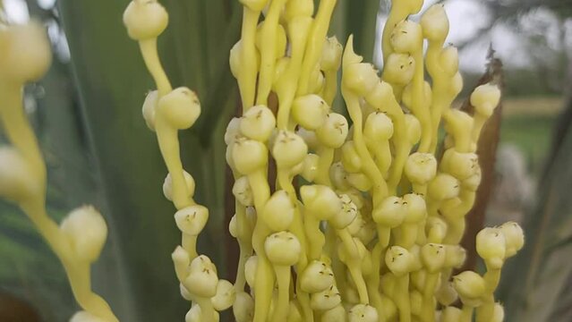 Female date palm blooming flowers spathe