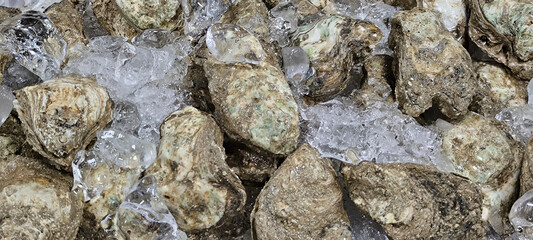 Fresh oysters are a food believed to nourish the body.
