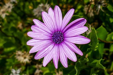 Close up of a purple flower in Chiavari, Italy