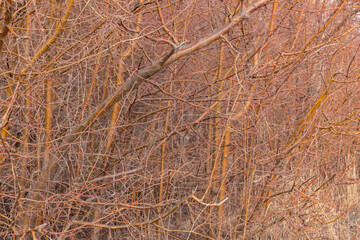 bare thin branches of a bush, red due to the sun at sunset
