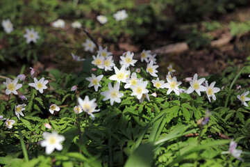 Closeup of a patch of Wood anemones, Derbyshire England
