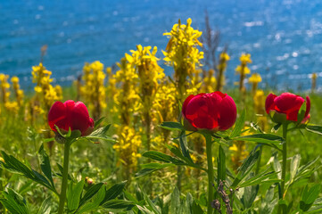 Bright red peonies (Paeonia peregrina) and yellow flowers blooming on the rocky shore of the blue sea