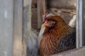 Schöne Henne im Garten