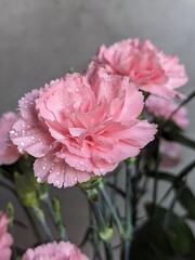 pink Carnations flower with the water drops

