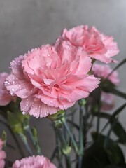 pink Carnations flower with the water drops

