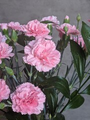 pink Carnations flower with the water drops
