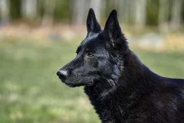 Portrait of a beautiful German Shepherd dog taken in a meadow on a sunny spring day in Skaraborg Sweden