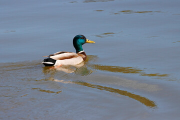 Eine m&auml;nnliche Stockente in einem Teich