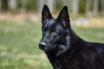 Portrait of a beautiful German Shepherd dog taken in a meadow on a sunny spring day in Skaraborg...